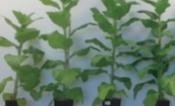 plants