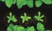 Plant Photosynthesis