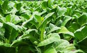 crops