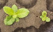 Modified plant (left) beside unmodified plant (right)