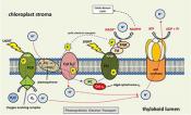 Schematic representation of photosynthetic electron transport