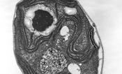 Chlamydomonas reinhardtii