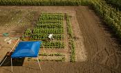 Aerial view of 2016 field trials