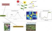 A general overview of remote and proximal sensing techniques used for HTP of photosynthesis.