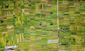 Farms from above.