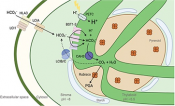 Model of the CO2-concentrating mechanism of Chlamydomonas reinhardtii. Full image available in article.