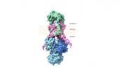 The predicted molecular structure of the mutant form of BCT1 the researchers evolved for function in plants. Each color represents a subunit of the four-component pumping system. The mutant form has fused the blue-colored subunits and enabled the pump to work without the need to switch it 'on’. Figure generated by Loraine Rourke, ANU.