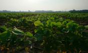 A sunny field of green soybean plants with a light blue sky in the background.