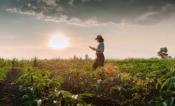 Person walking in an agricultural field at sunset