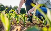 a person holds the leaves of a cron plant in an agricultural field. 