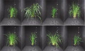 Image shows phenotypic differences in 8 rice varieties.