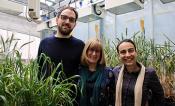 Three researchers pose next to wheat in a glasshouse.