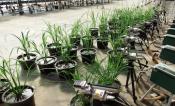 Licors Rice Screenhouse IRRI