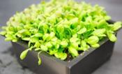 arabidopsis inside a black rectangular pot