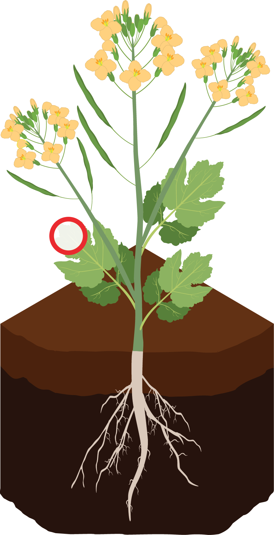 Illustration of a plant.