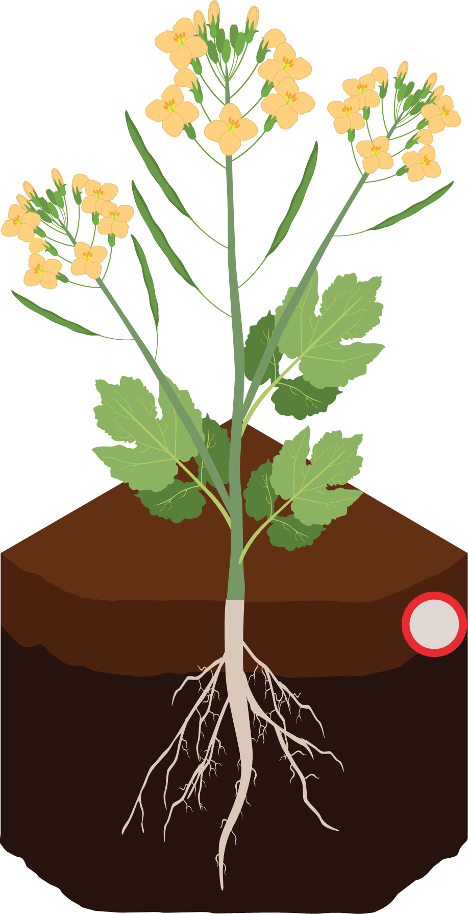 Illustration of a plant.