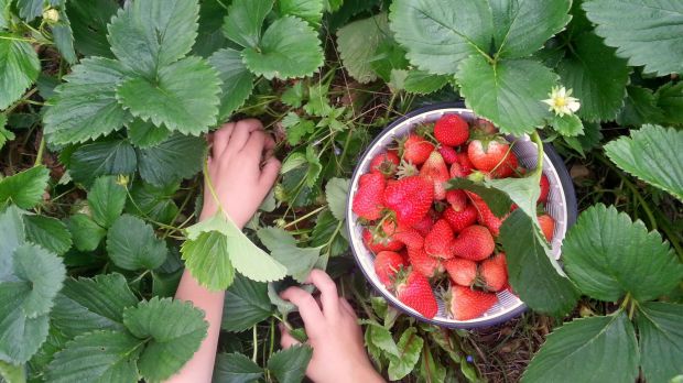 Strawberries