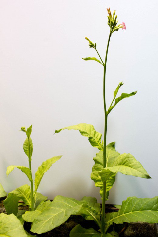 Modified plant beside unmodified plant