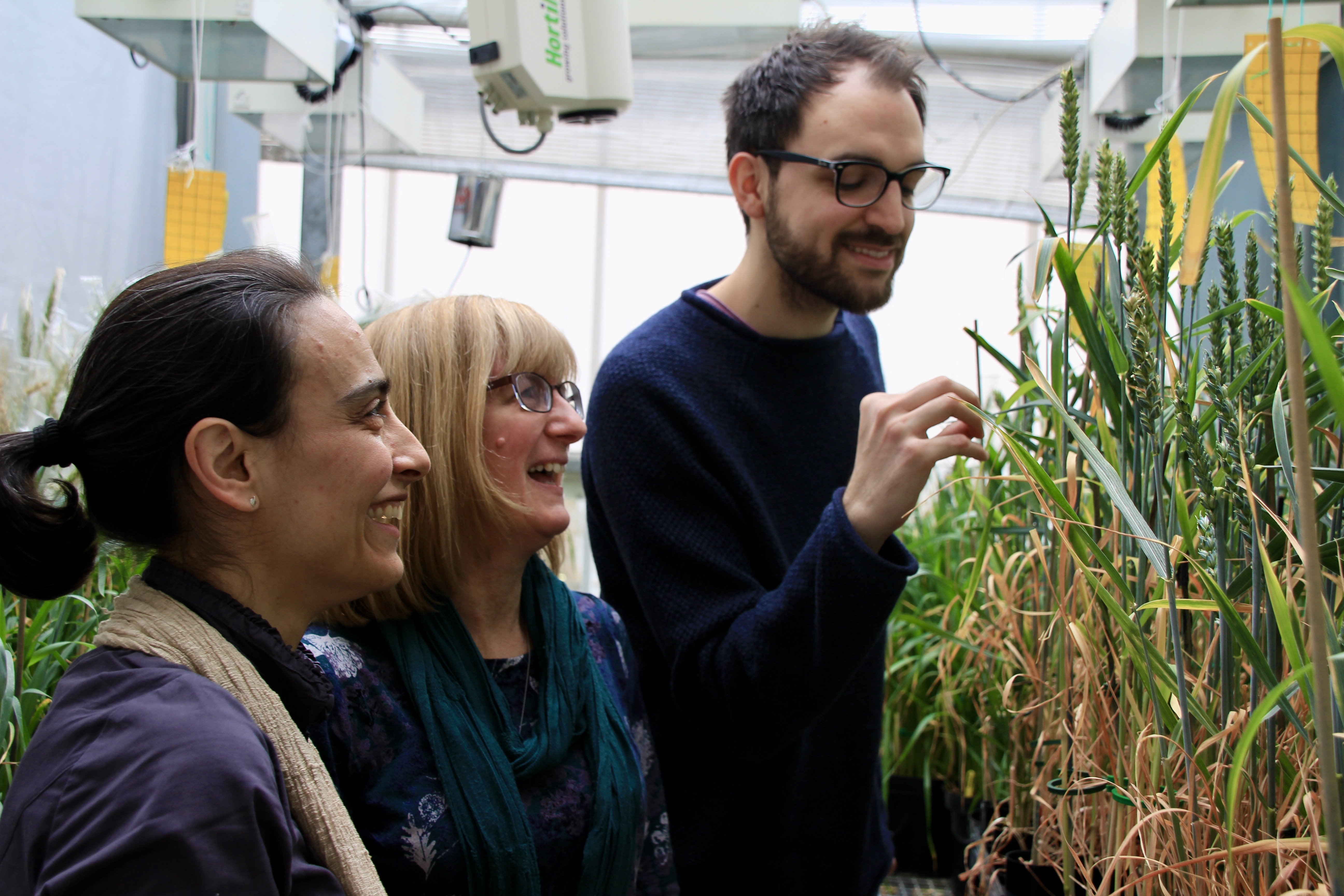 Senior Lecturer Elizabete Carmo-Silva, Research Technician Dawn Worrall, and Graduate Student Gustaf E. Degen in greenhouse looking at wheat
