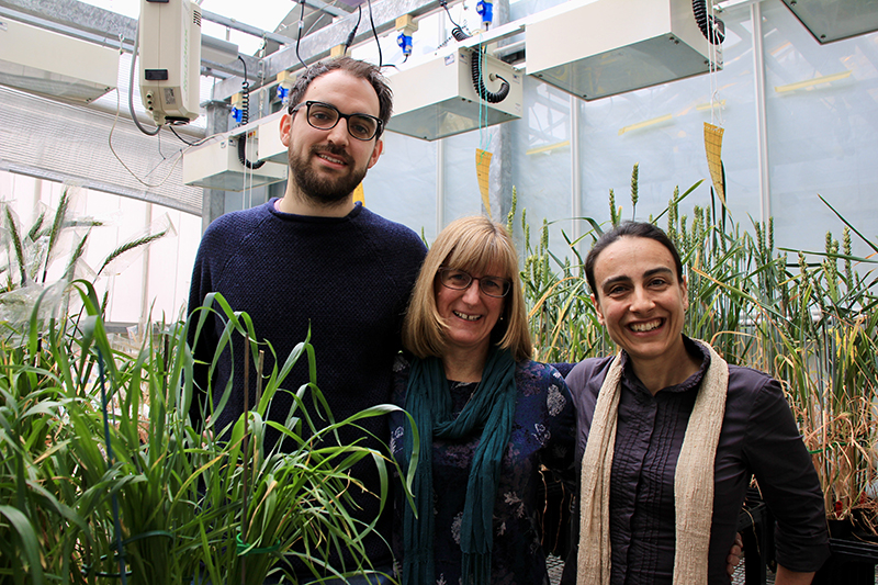 Three researchers pose next to wheat growing in a glasshouse.