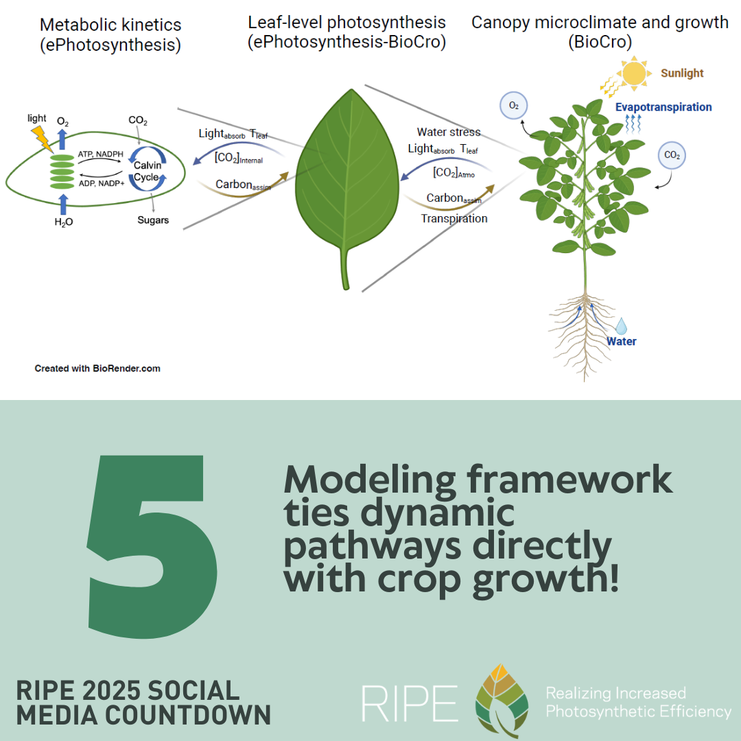 The top half of the image shows a diagram showing three different types of photosynthesis modeling: metabolic kinetics, to leaf-level to canopy microclimate and growth. Also shows the important factors in each stage; metabolic kinetcs: Light, water, and CO2 in and sugars and O2 out. Leaf level: light absorption, carbon assimilation, water stress, and transpiration. Canopy mircroclimate and growth: Sunlight, evapotranspiration, water and CO2 in and O2 out. The bottom half of the image has a large number five with the words Modeling framework ties dynamic pathways directly with crop growth next to it. The words RIPE 2025 Social Media Countdown, RIPE, and Realizing Increased Photosynthetic Efficiency are across the bottom along with the RIPE logo.