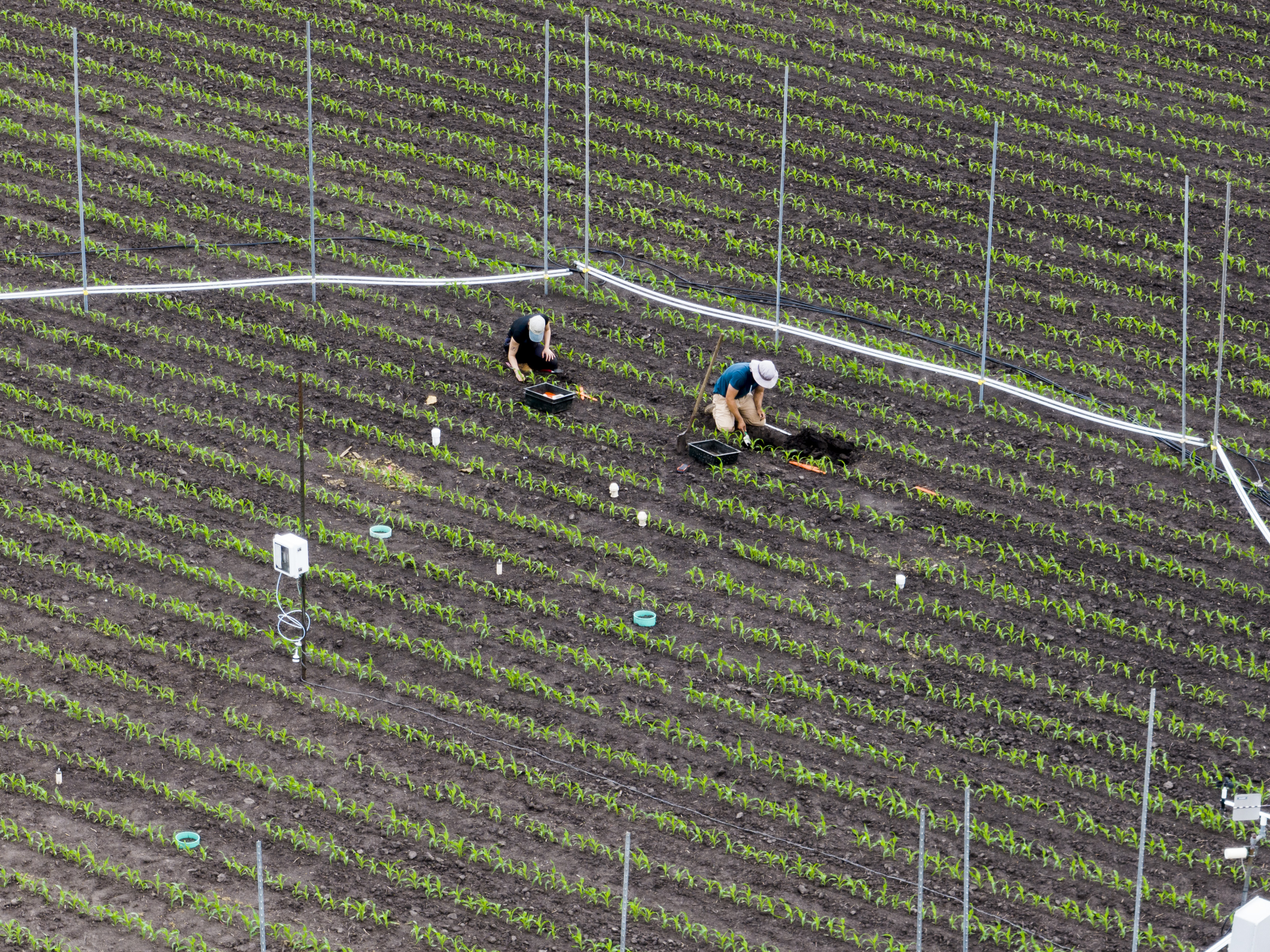 An overhead shot of two people working in a field with rows of green plants.