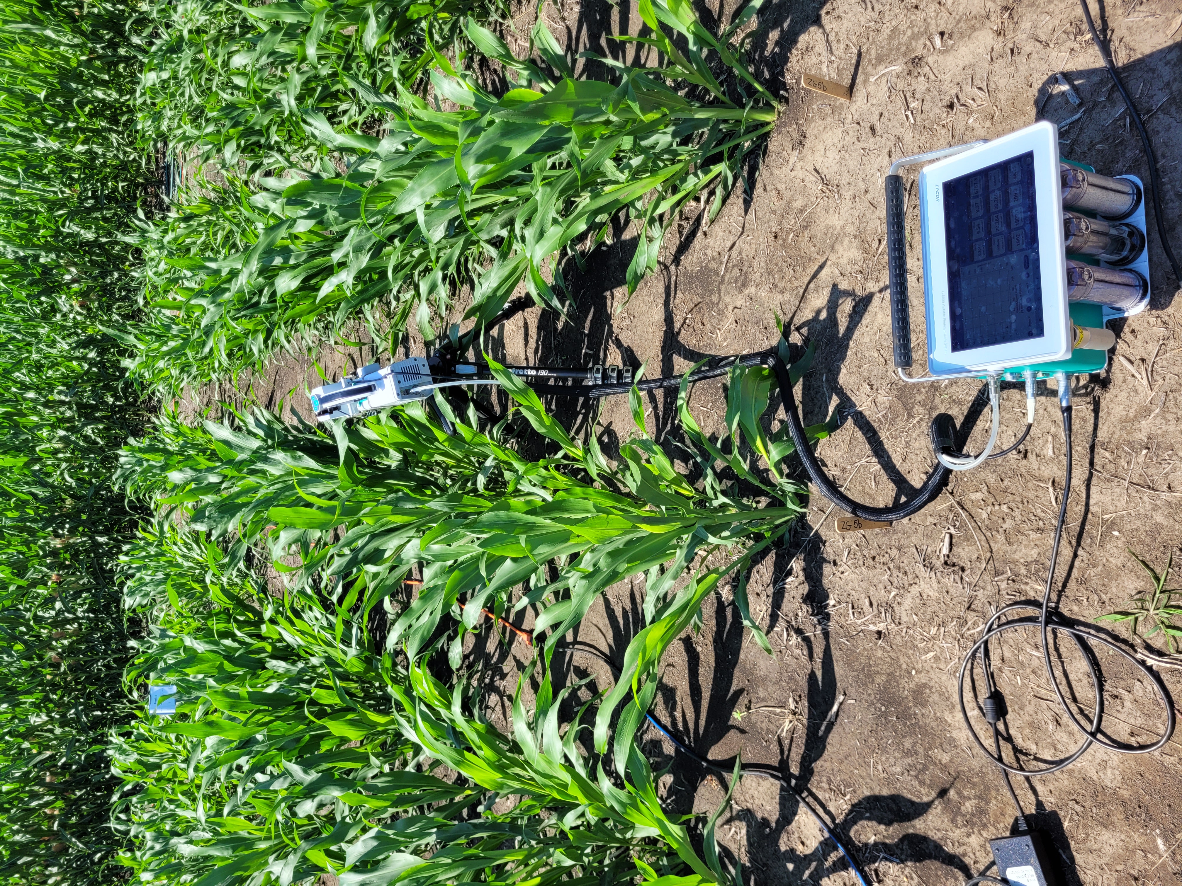 A field of sorghum with measuring implements in it.