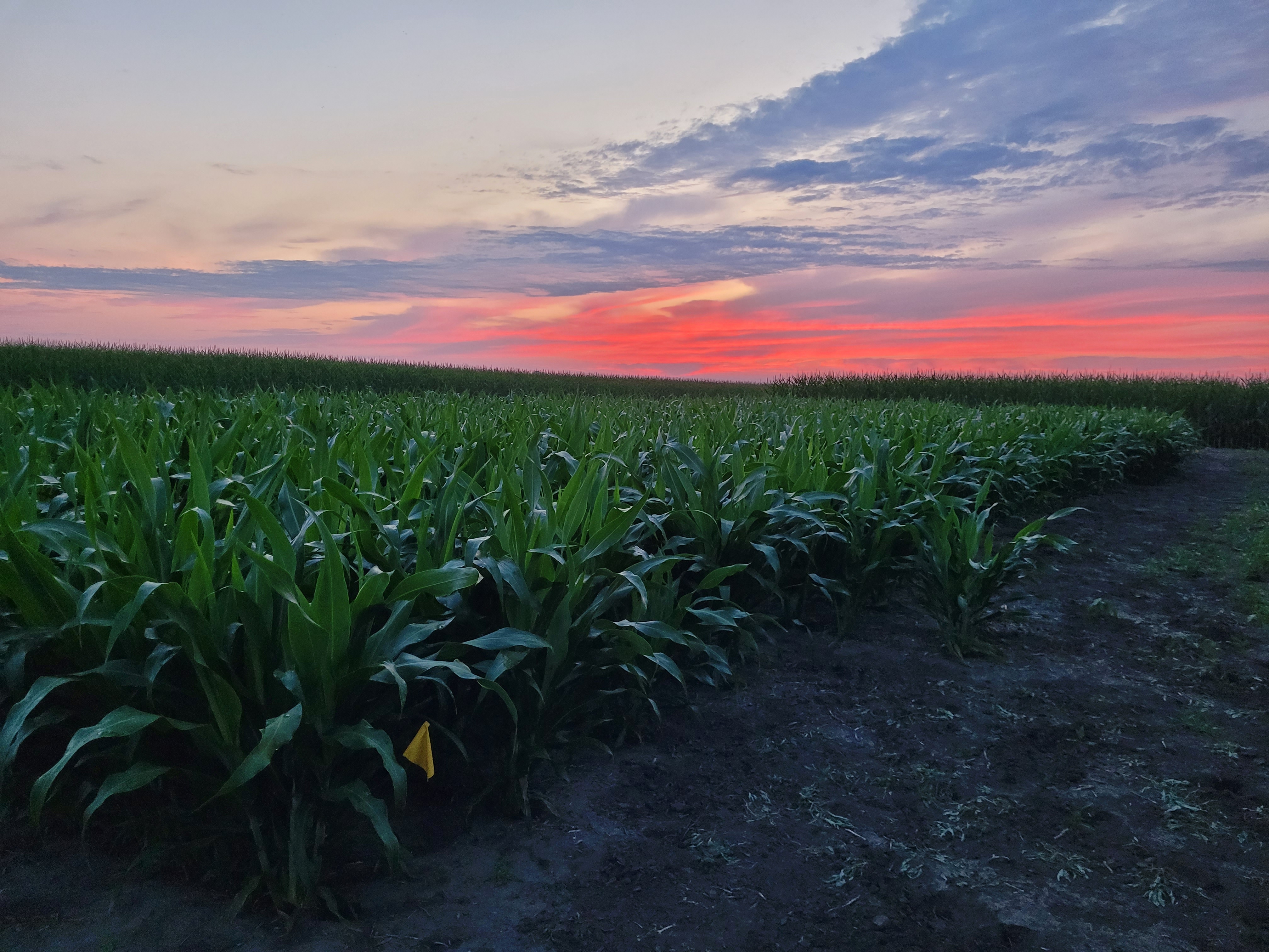 A field of two foot tall sorghum plants at sunset. The sky has streaks of pink and blue.