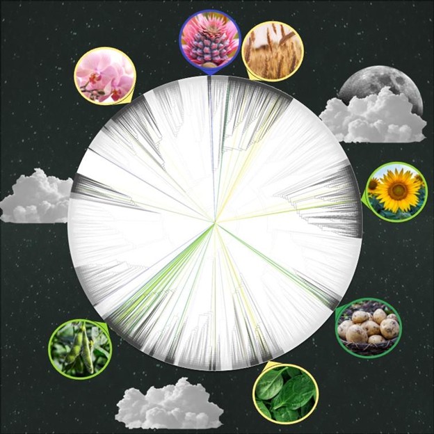 The image shows a plant phylogenetic tree covering many types of flowering plants. Colored lines indicate how strongly different plants build up rubisco inhibitors in the dark. Yellow indicates low build up, light green moderate, dark green high, and blue very high. 