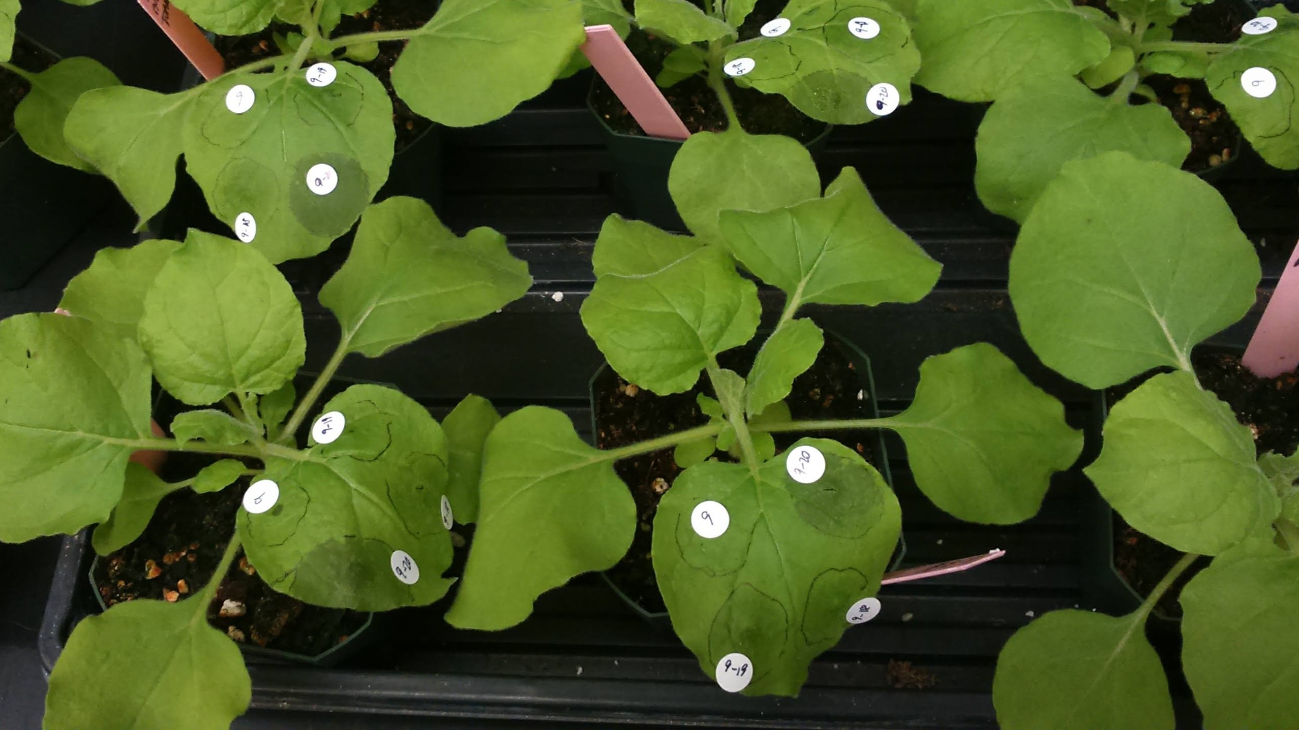 Nicotiana benthamiana plants with white circle stickers indicating where agroinfiltration occured