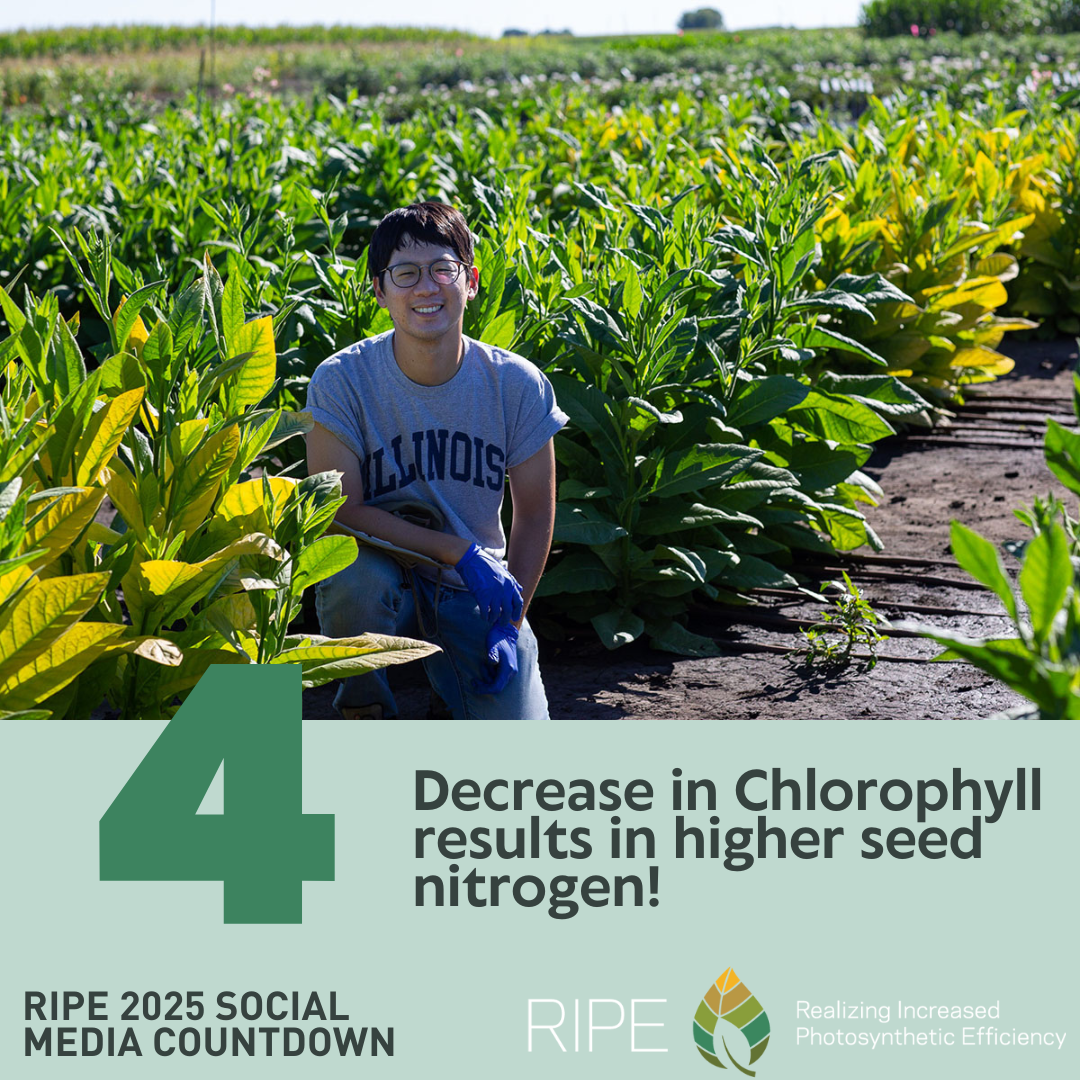 The top half of the image is a man kneeling in a field surrounded by green and yellow plants. A large green number four splits the middle of the image. The bottom half of the image has the words Decrease in Chlorophyll results in higher seed nitrogen next to the bottom of the four, The words RIPE 2025 Social Media Countdown, RIPE, and Realizing Increased Photosynthetic Efficiency are across the bottom along with the RIPE logo.