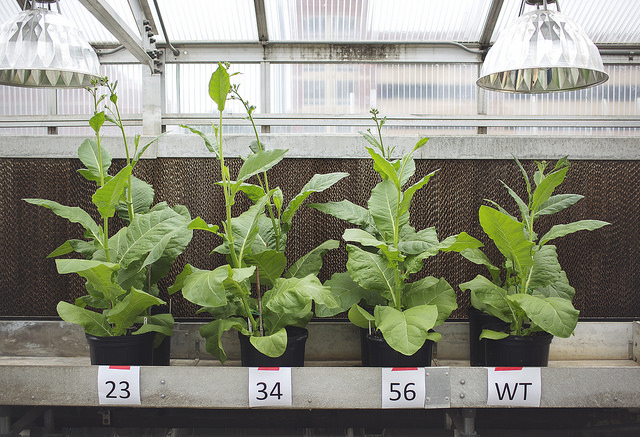 Picture of four plants in a greenhouse.