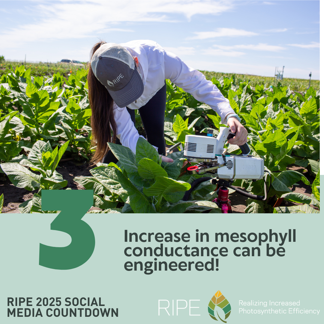 The top half of the image is a woman looking down at a measurement tool in a field of green plants with a blue sky in the background. A large green number three splits the middle of the image. The bottom half of the image has the words Increase in mesophyll conductance can be engineered next to the bottom of the three. The words RIPE 2025 Social Media Countdown, RIPE, and Realizing Increased Photosynthetic Efficiency are across the bottom along with the RIPE logo.