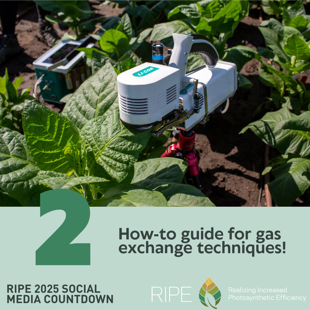 The top half of the image is a machine with the word licor on top taking a measurement of a green leaf surrounded by other green plants. A large green number two splits the middle of the image. The bottom half of the image has the words How-to guide for gas exchange techniques next to the bottom of the two, The words RIPE 2025 Social Media Countdown, RIPE, and Realizing Increased Photosynthetic Efficiency are across the bottom along with the RIPE logo.