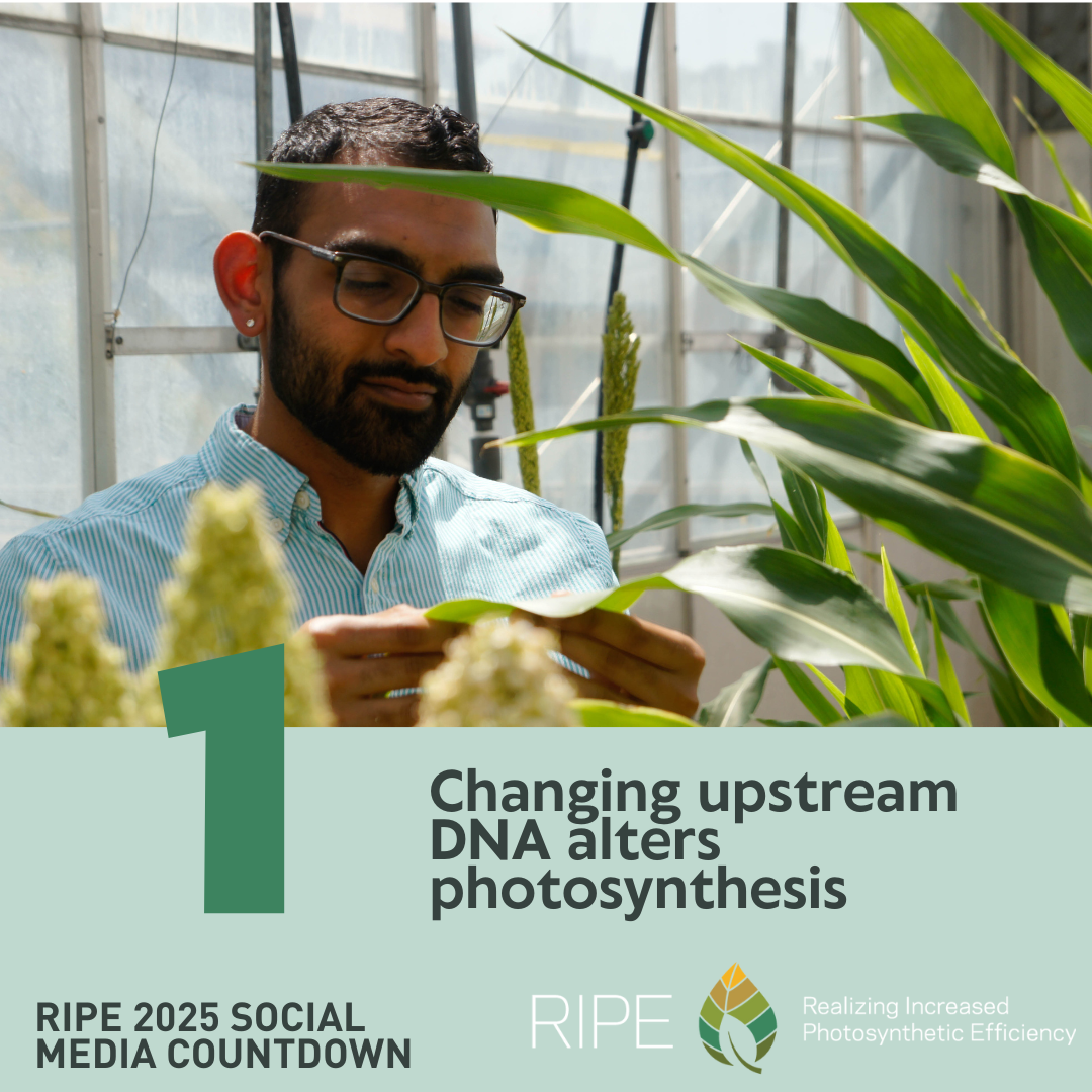 The top half of the image is a man inspecting the leaf of a plant in a greenhouse with other leaves nearby. A large green number one splits the middle of the image. The bottom half of the image has the words Changing upstream DNA alters photosynthesis next to the bottom of the one, The words RIPE 2025 Social Media Countdown, RIPE, and Realizing Increased Photosynthetic Efficiency are across the bottom along with the RIPE logo.