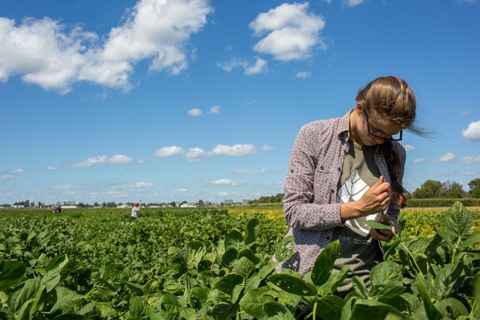 Elsa de Becker collects data in a soybean field.