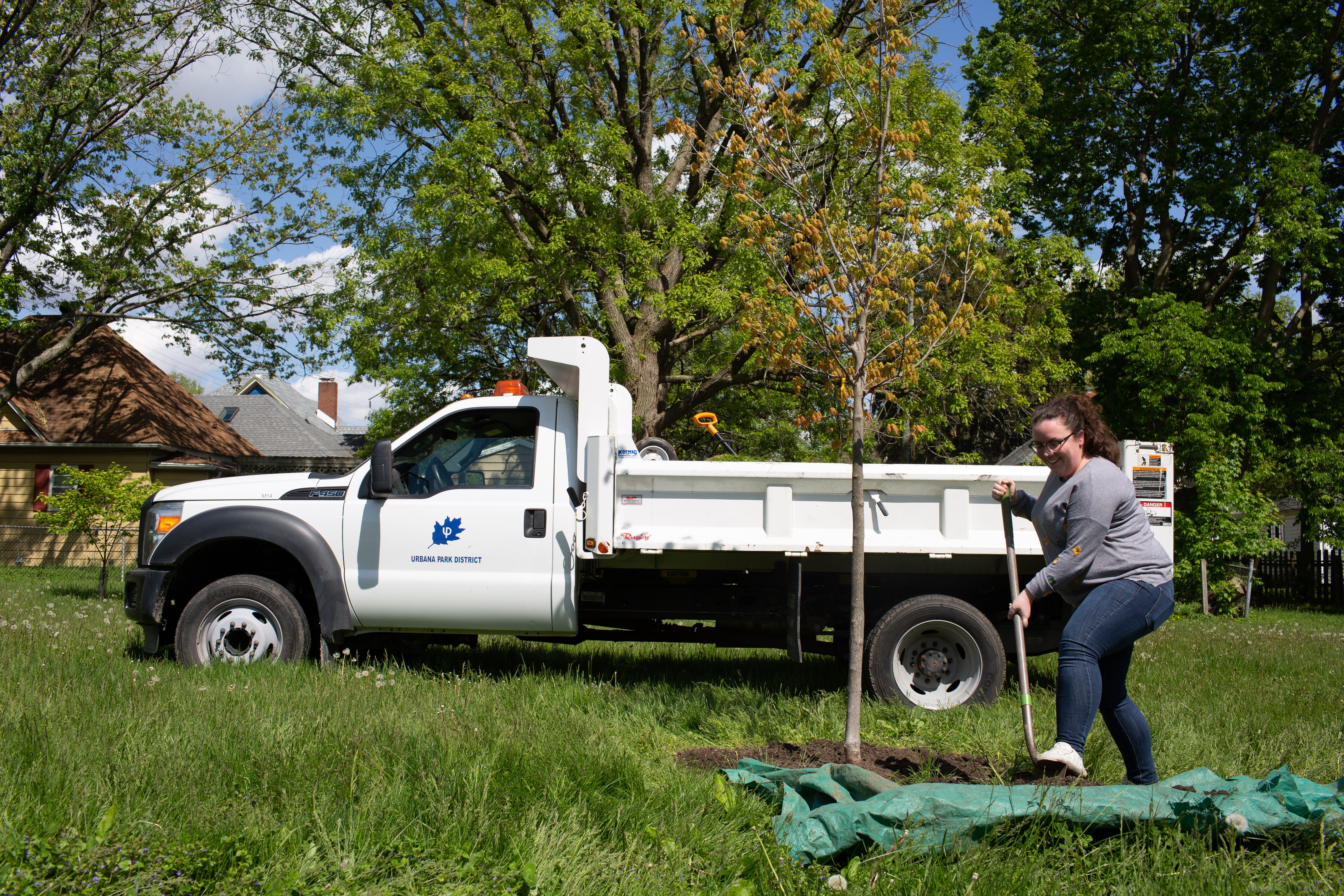 Amanda Cavanagh plants a sugar maple tree at Victory Park in Urbana, Illinois.