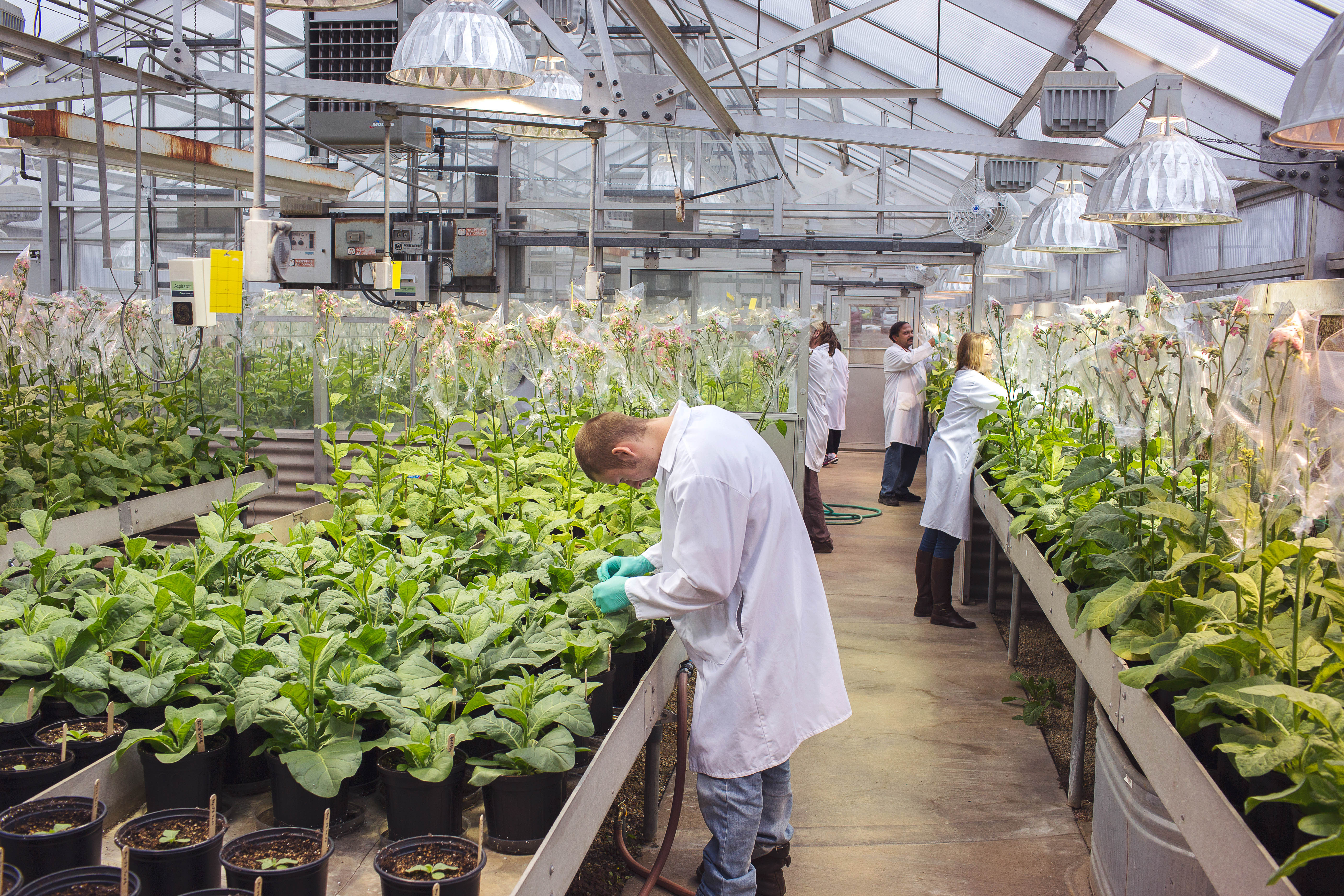 Researchers work in greenhouse.