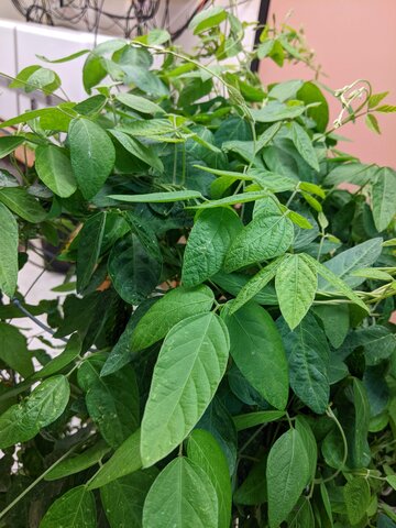 An ancestral soybean plant. It is a darker shade of green and has more pointed leaves than the modern soybean plant.