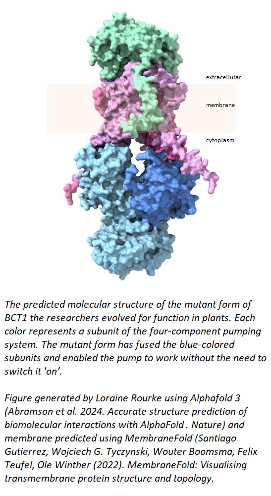 The predicted molecular structure of the mutant form of BCT1 the researchers evolved for function in plants. Each color represents a subunit of the four-component pumping system. The mutant form has fused the blue-colored subunits and enabled the pump to work without the need to switch it 'on’. Figure generated by Loraine Rourke, ANU, using Alphafold 3 (Abramson et al. 2024. Accurate structure prediction of biomolecular interactions with AlphaFold 3. Nature) and membrane predicted using MembraneFold (Santiago Gutierrez, Wojciech G. Tyczynski, Wouter Boomsma, Felix Teufel, Ole Winther (2022). MembraneFold: Visualising transmembrane protein structure and topology. 