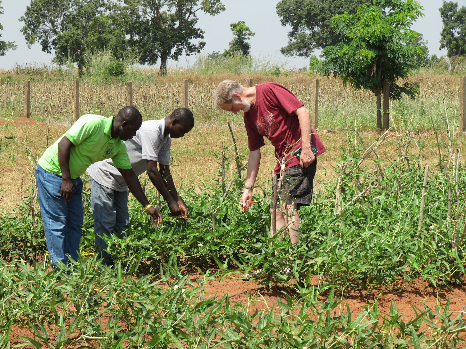 Bt Cowpea CFT Ghana