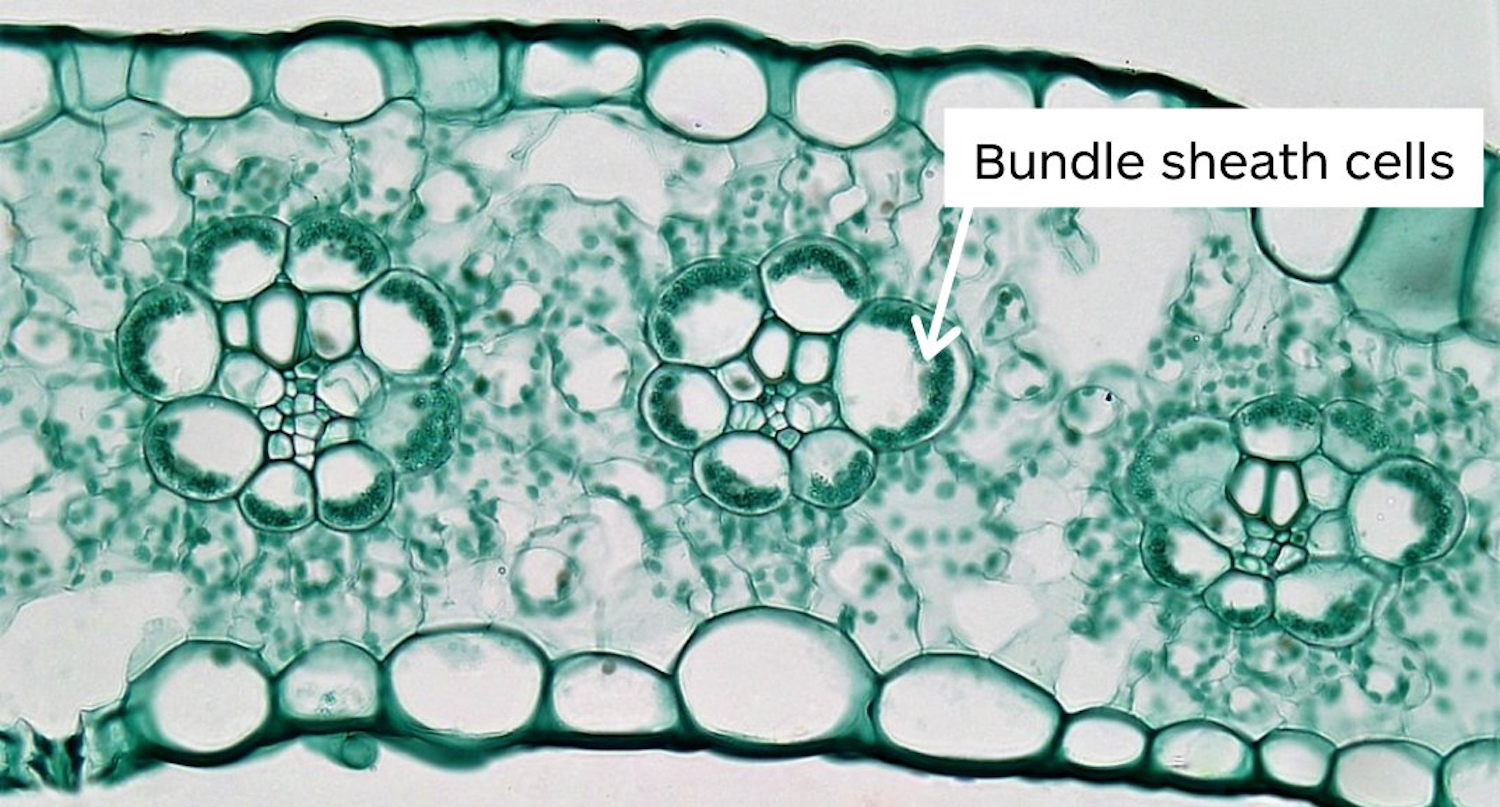 Bundle sheath cells 