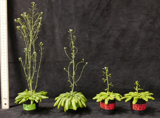 Plants