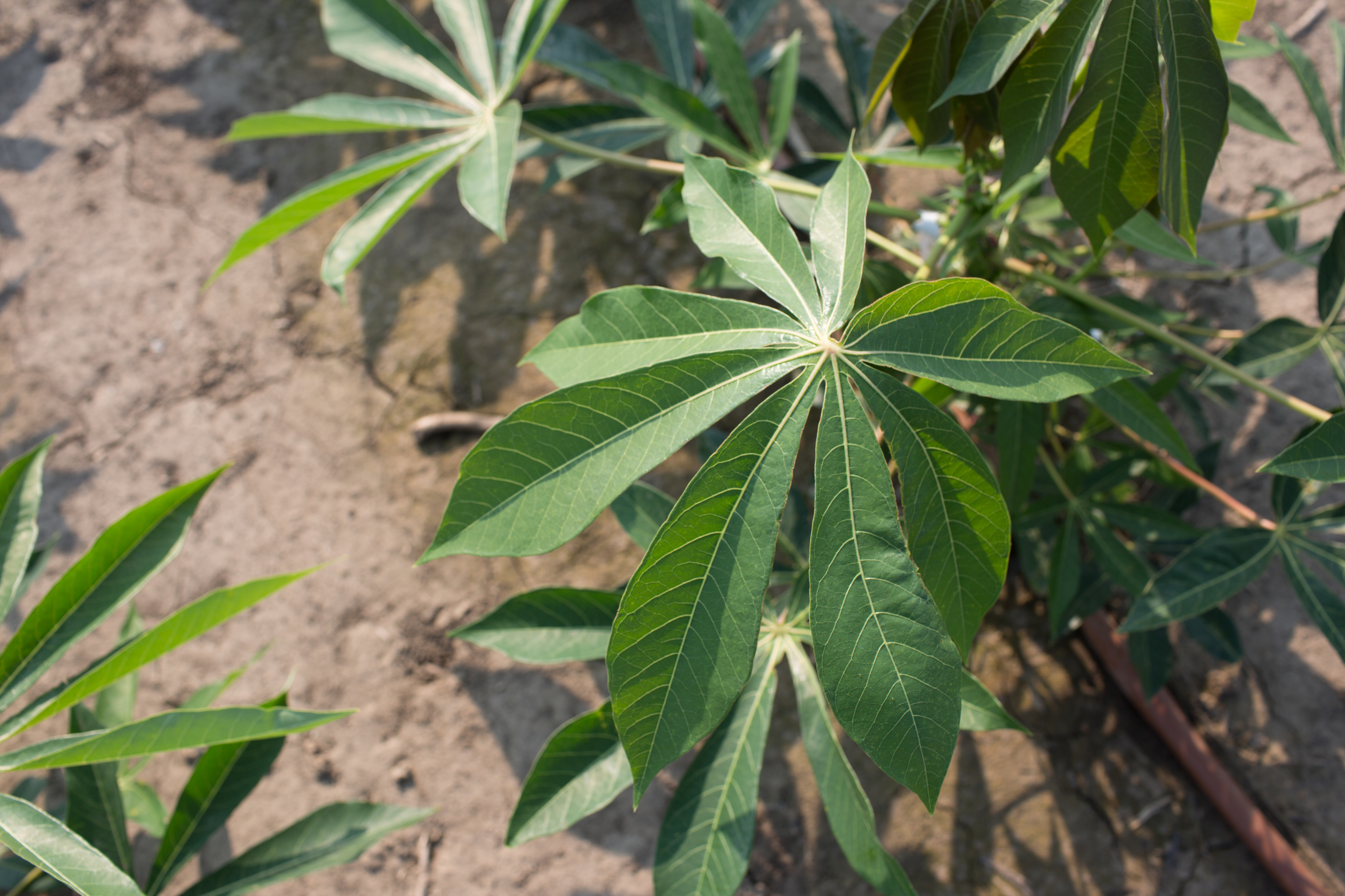 Cassava in the field.