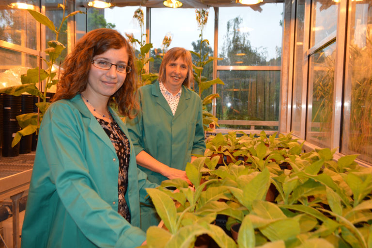 Researchers in the greenhouse
