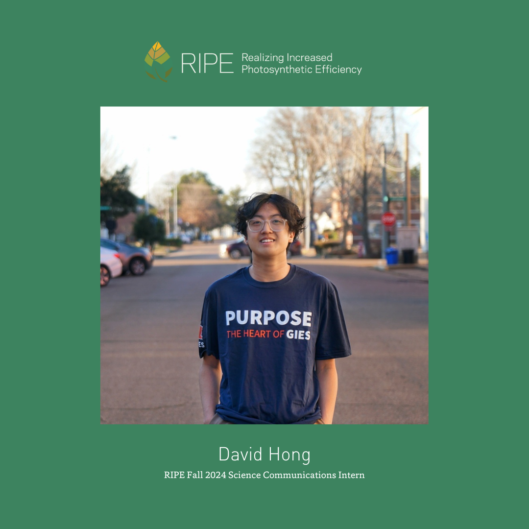 Green box with a picture of a young man in a blue shirt in the middle. Above the picture is the RIPE logo and the words Realizing Increased Photosynthetic Efficiency. Below the picture it says David Hong, RIPE Fall 2024 Science Communication Intern.