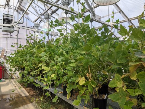 A row of green soybean plants in a greenhouse.