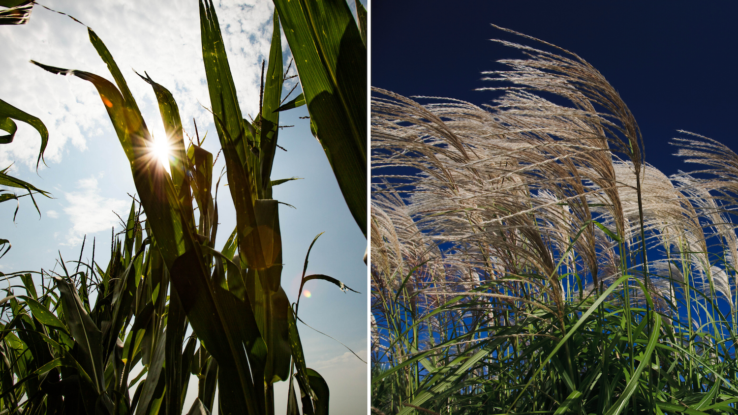 Maize and Miscanthus