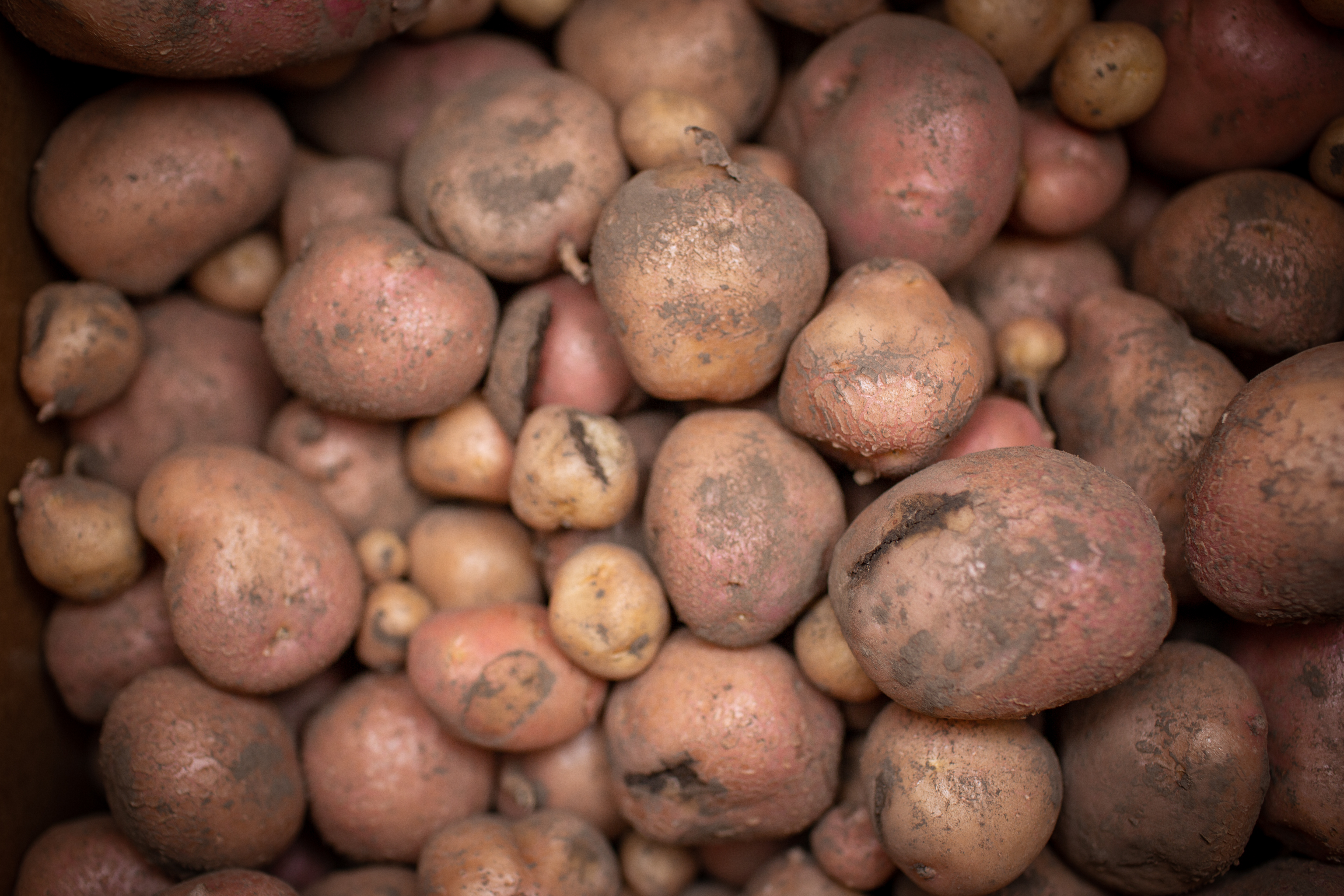 A pile of brown potatoes in varying sizes.