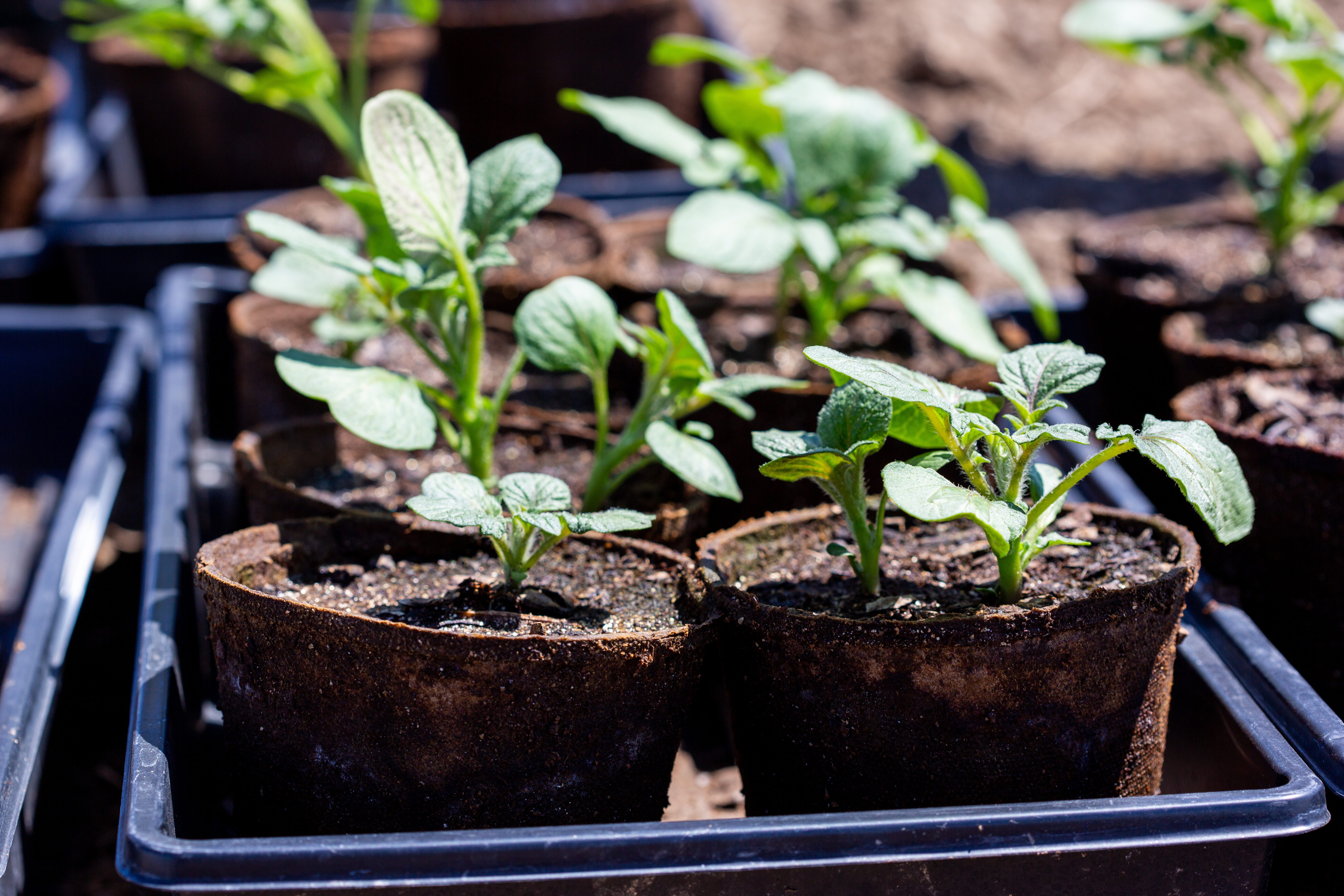 Young green potato plants in black pots.